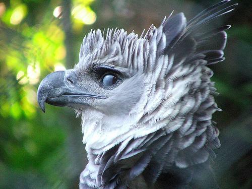 Harpie